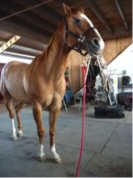 Horse Smiling and Stretching