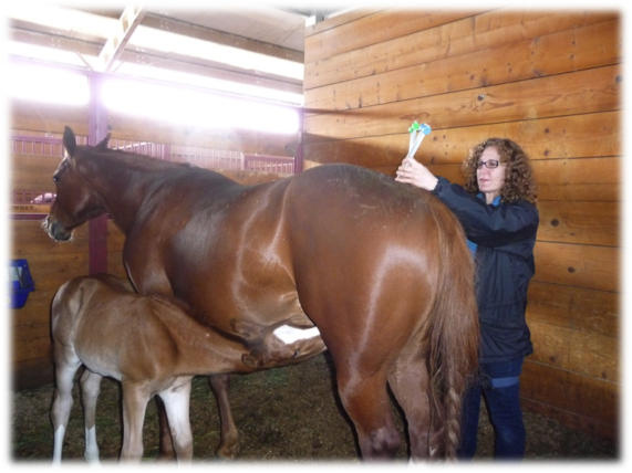 Cat doing Acutonics on a Horse